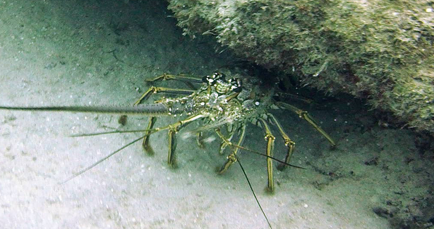 lobster-season-miami-2018-tips